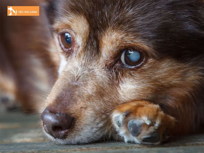 mot-so-dau-hieu-thuong-gap-thucanh