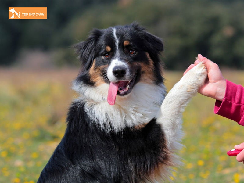 mot-so-kinh-nghiem-chon-cho-khac-thucanh