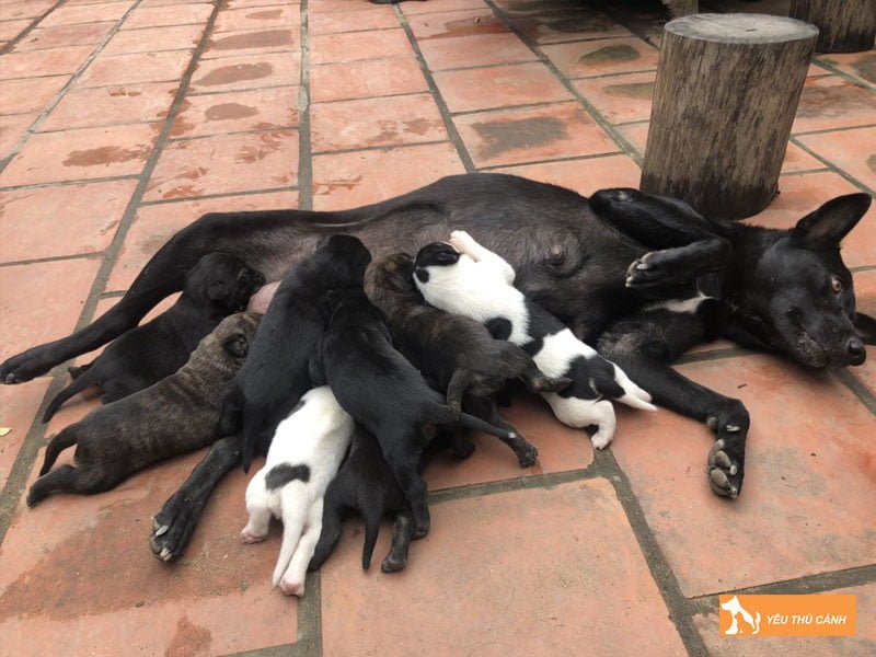 mot-so-kinh-nghiem-chon-cho-tot-de-nuoi-thucanh