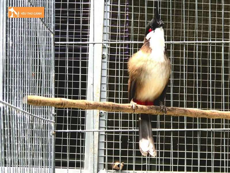 mot-so-luu-y-khi-tap-luc-cho-chim-thucanh