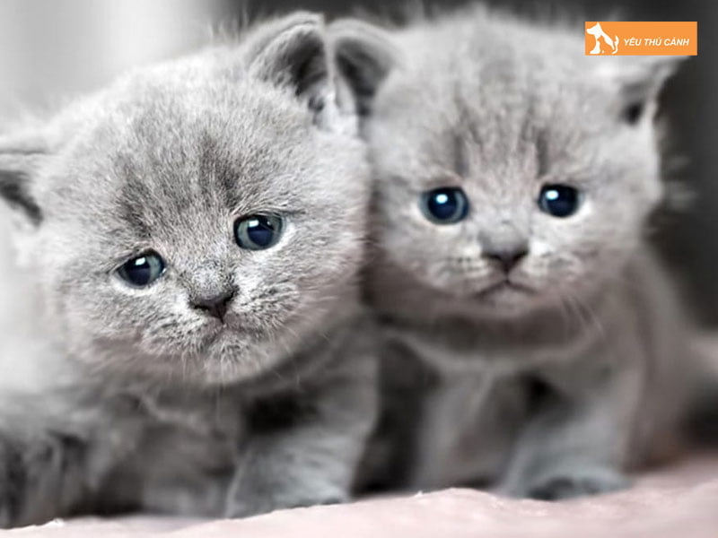 mot-vai-kinh-nghiem-can-luu-y-khi-mua-meo-canh-gia-re-thucanh