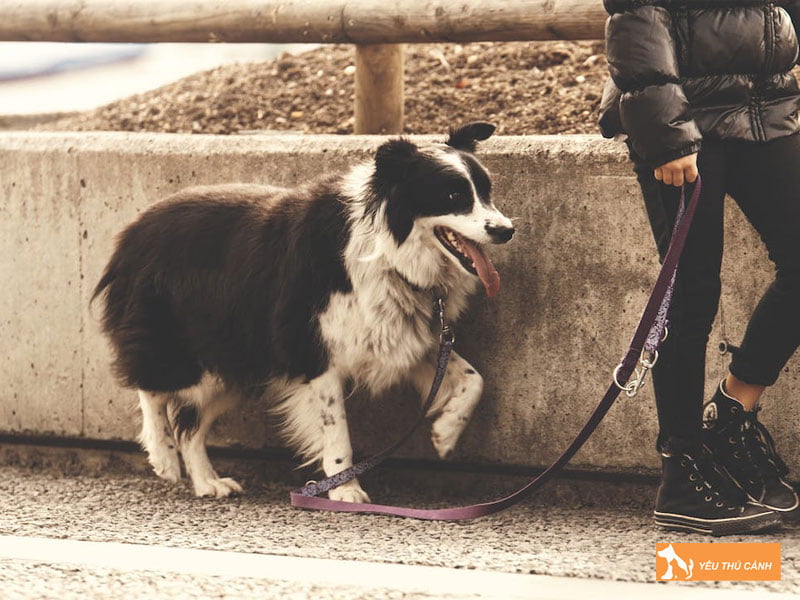 mot-vai-luu-y-khi-xich-cun-ma-chu-nuoi-nen-biet-thucanh