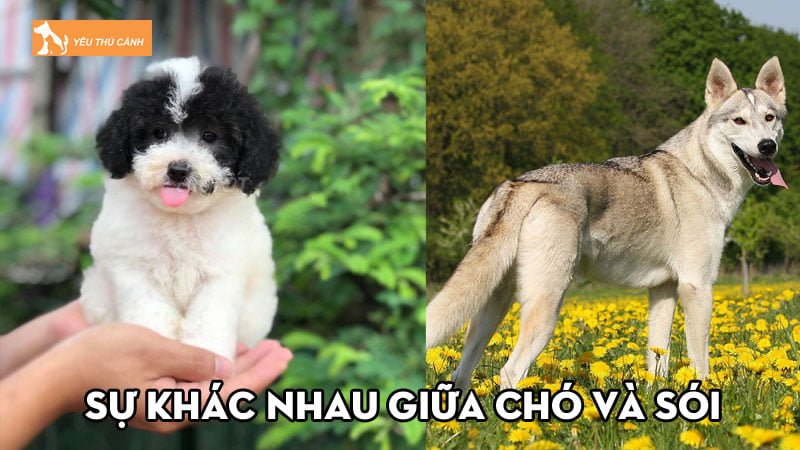 Một vài sự khác nhau giữa chó và sói có thể bạn chưa biết