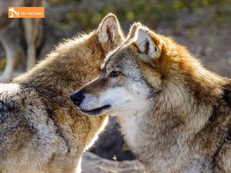 mot-vai-su-yeu-to-phan-biet-khac-thucanh