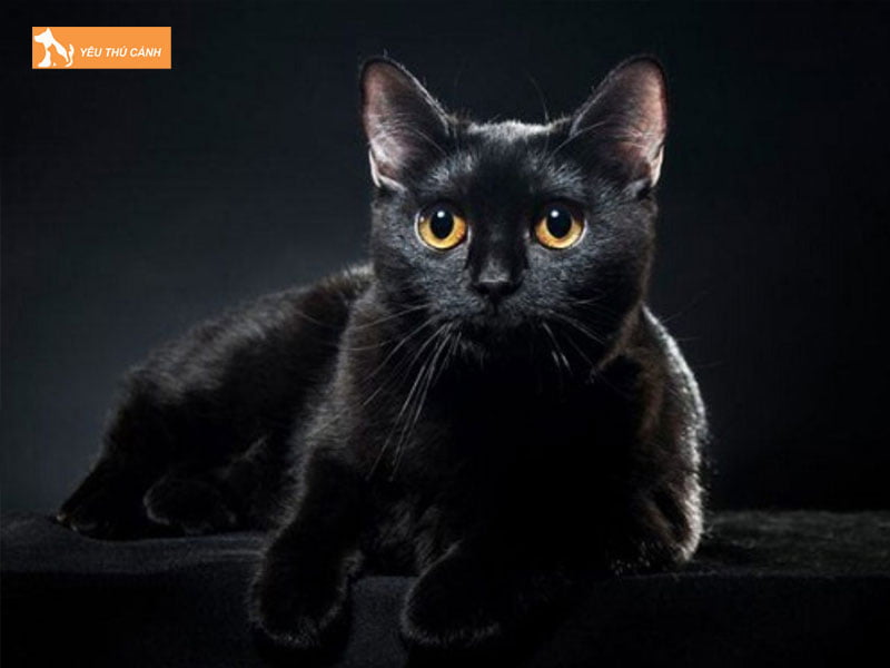 mot-vai-truong-hop-di-duong-gap-meo-thucanh