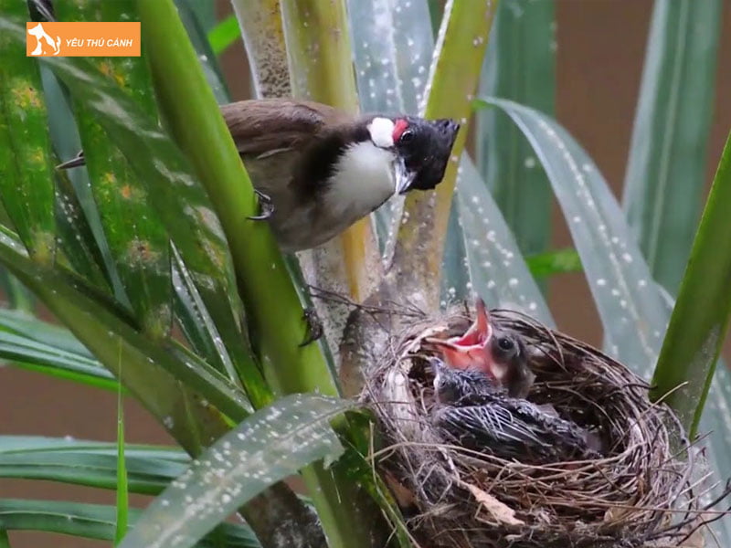 mua-sinh-san-cua-chao-mao-thucanh