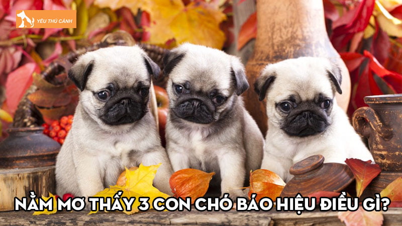 nam-mo-thay-3-con-cho-bao-hieu-dieu-gi-nen-danh-so-may-thucanh
