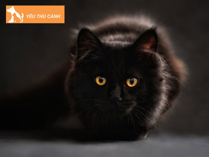 nam-mo-thay-meo-den-la-hen-hay-xui-thucanh