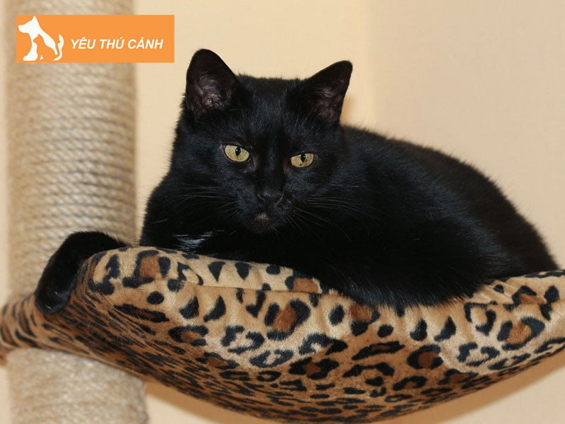 nam-mo-thay-meo-den-nen-danh-con-gi-thucanh