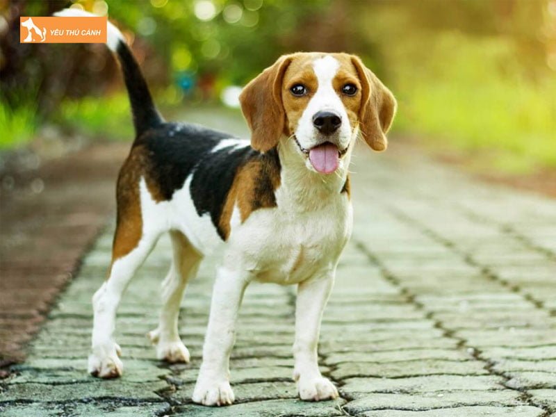 nen-su-dung-phuong-phap-tay-giun-nao-thucanh