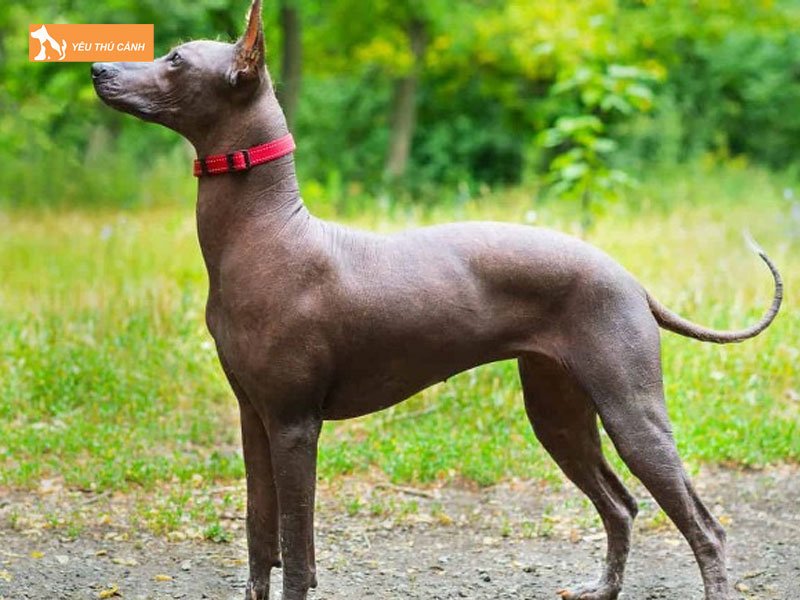 Ngoai-hinh-cho-khong-long-xoloitzcuintle-la-gi-thucanh