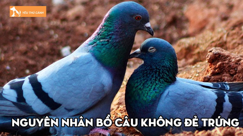 Nguyên nhân bồ câu không đẻ trứng và cách khắc phục Nguyên nhân bồ câu không đẻ trứng và cách khắc phục