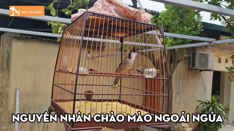 Nguyên nhân chào mào ngoái ngửa và cách chữa trị hiệu quả