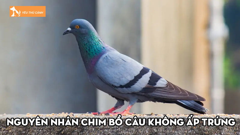 Nguyên nhân chim bồ câu không ấp trứng và cách khắc phục Nguyên nhân chim bồ câu không ấp trứng và cách khắc phục