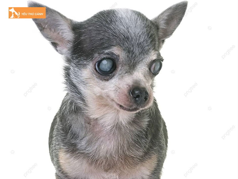 nguyen-nhan-gay-benh-duc-thuy-tinh-the-o-cho-thucanh