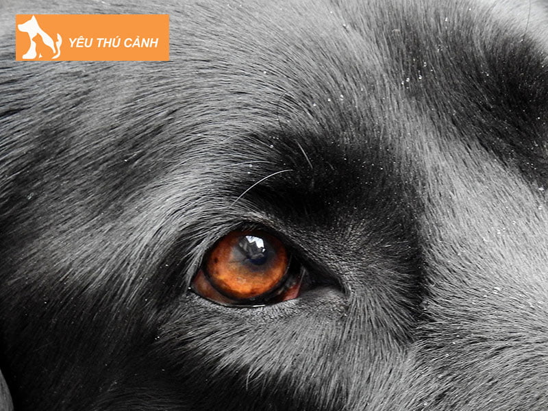 nguyen-nhan-khien-mat-cho-do-ghen-1-thucanh