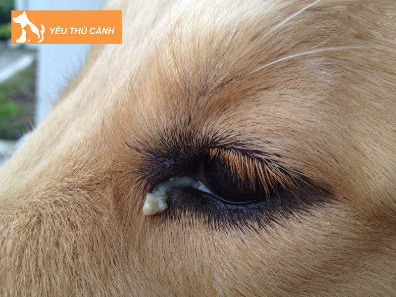 nguyen-nhan-khien-mat-cho-do-ghen-2-thucanh