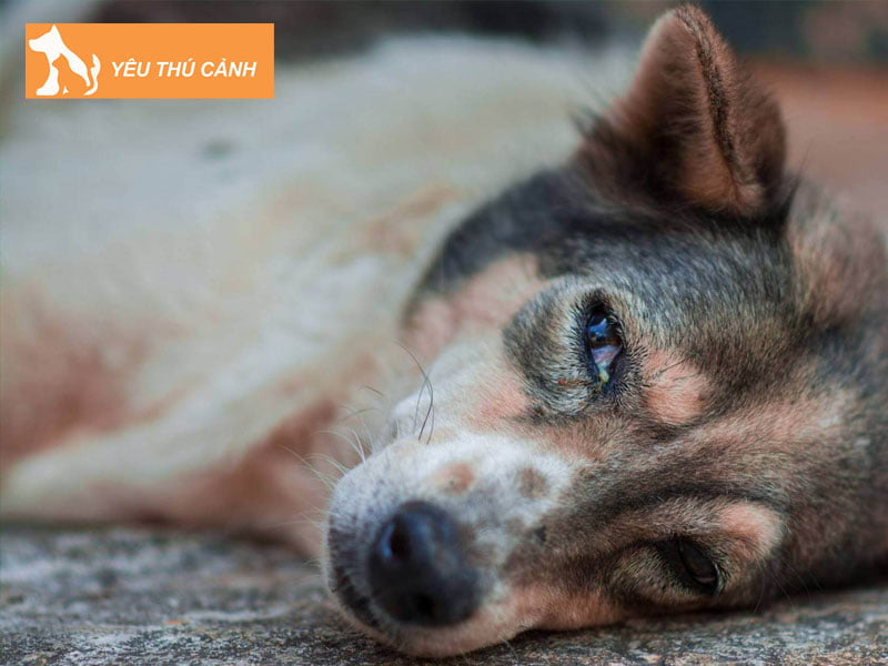 nguyen-nhan-khien-mat-cho-do-ghen-thucanh