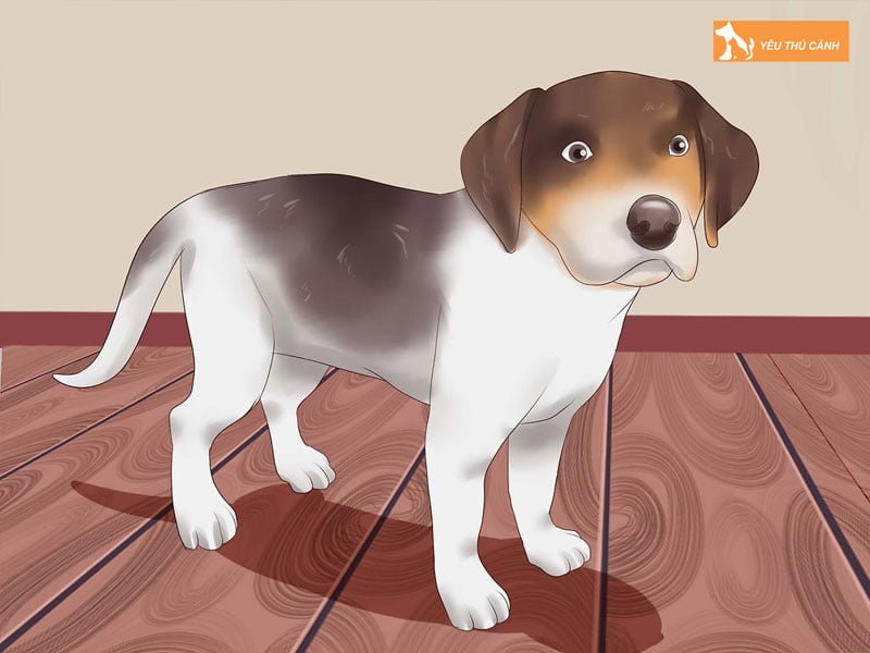 nguyen-nhan-viem-bao-quy-dau-o-cun-1-thucanh