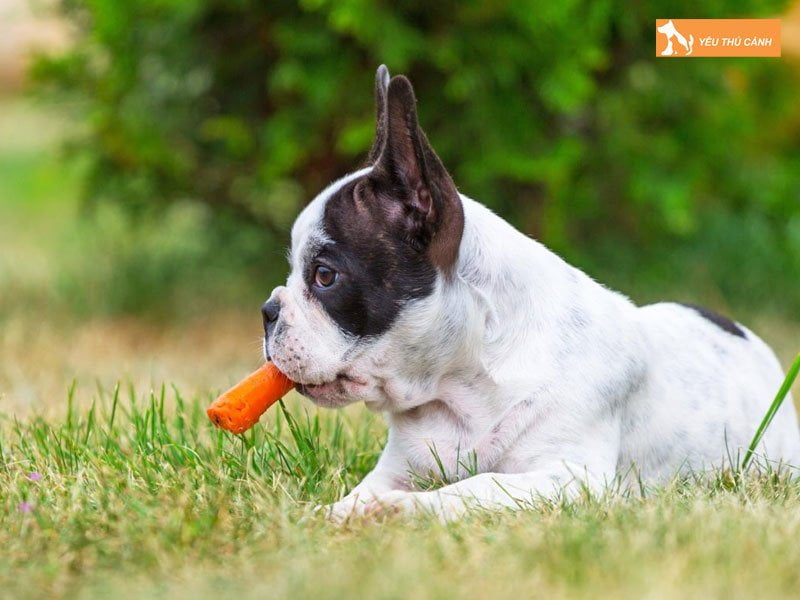 nguyen-nhan-viem-bao-quy-dau-o-cun-thucanh