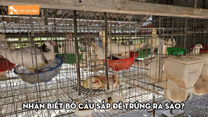 Nhận biết bồ câu sắp đẻ trứng ra sao? Cách nuôi chúng mau đẻ Nhận biết bồ câu sắp đẻ trứng ra sao? Cách nuôi chúng mau đẻ