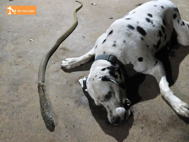 nhung-bieu-hien-cua-cho-khi-bi-ran-can-thucanh