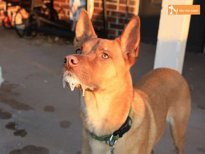 nhung-dau-hieu-khi-cho-bi-trung-ba-cho-thucanh