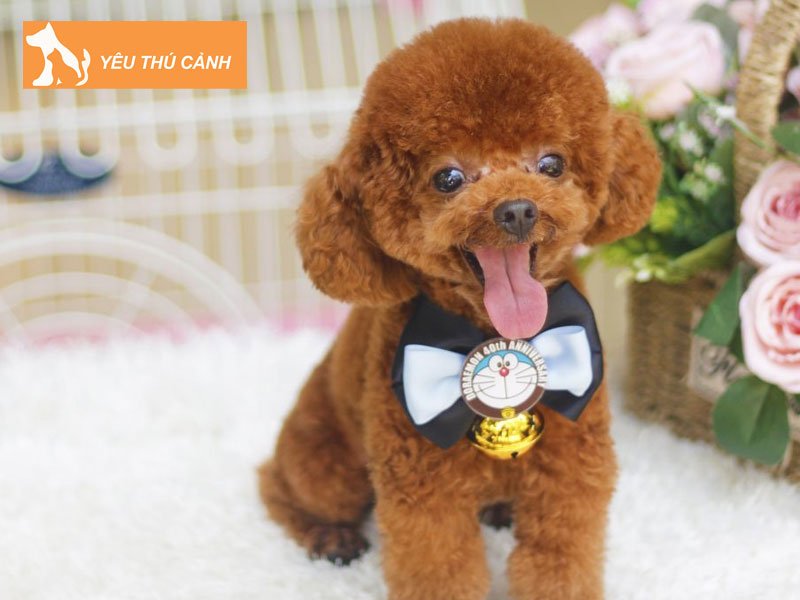 nhung-giac-mo-ve-cho-nau-1-thucanh