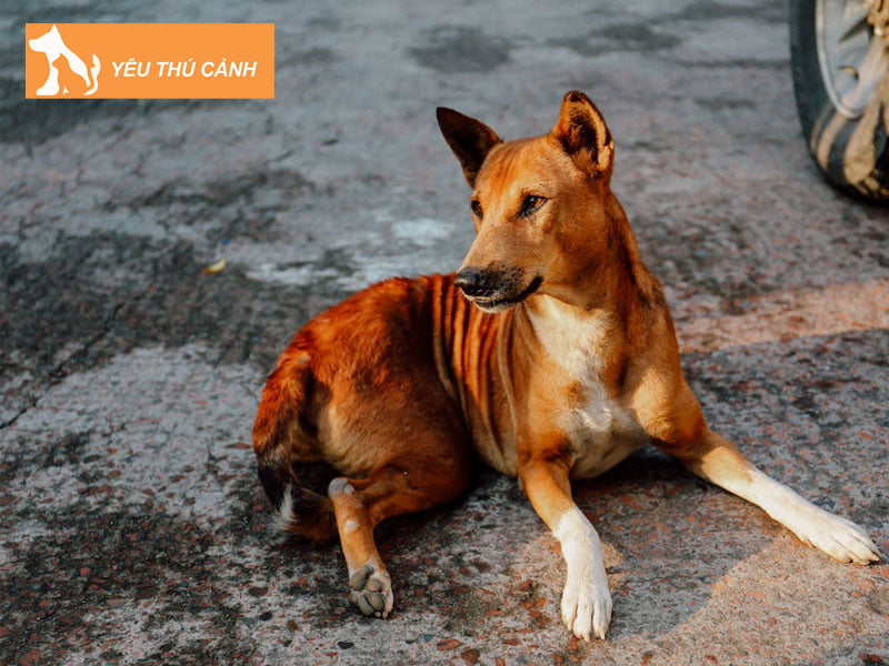 nhung-giac-mo-ve-cho-nau-2-thucanh