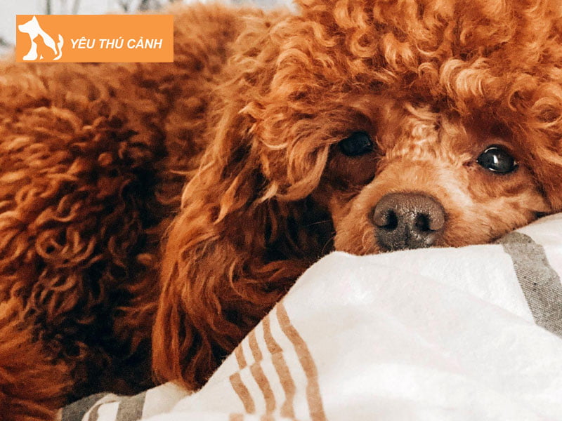 nhung-giac-mo-ve-cho-nau-3-thucanh