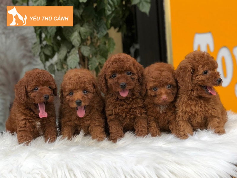 nhung-giac-mo-ve-cho-nau-thucanh