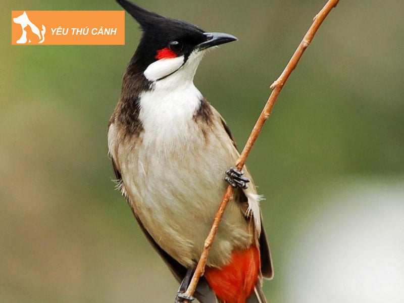 nhung-ly-do-khien-chao-mao-mau-het-luc-thucanh