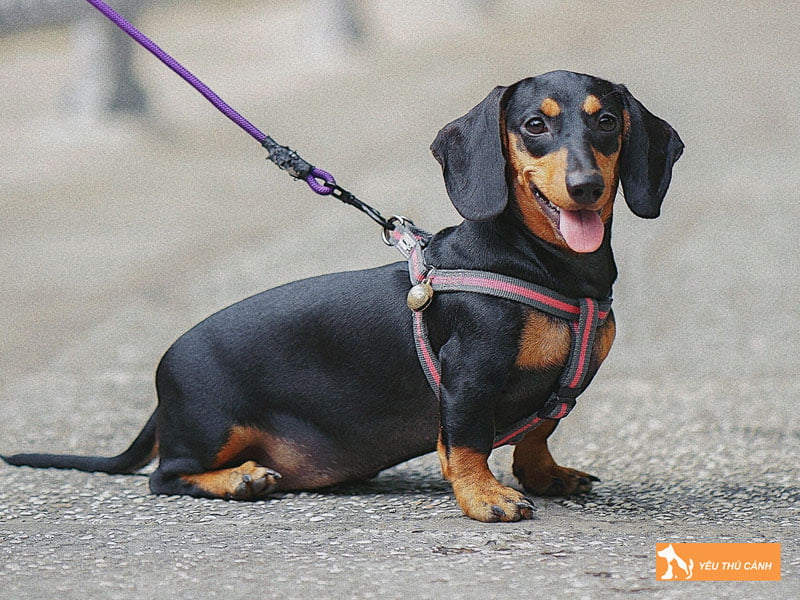 nhung-mat-hai-cua-viec-xich-cun-co-the-ban-chua-biet-1-thucanh