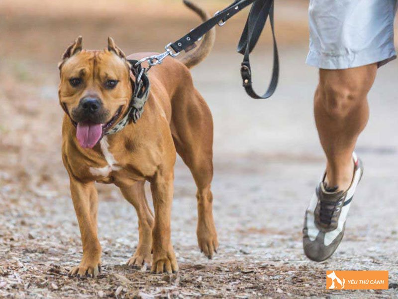 nhung-mat-hai-cua-viec-xich-cun-co-the-ban-chua-biet-2-thucanh