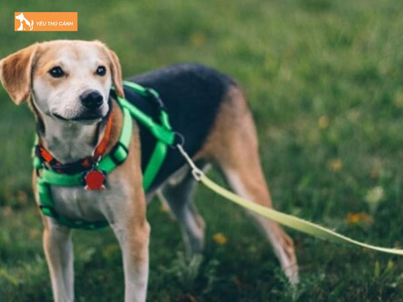 nhung-mat-hai-cua-viec-xich-cun-co-the-ban-chua-biet-thucanh