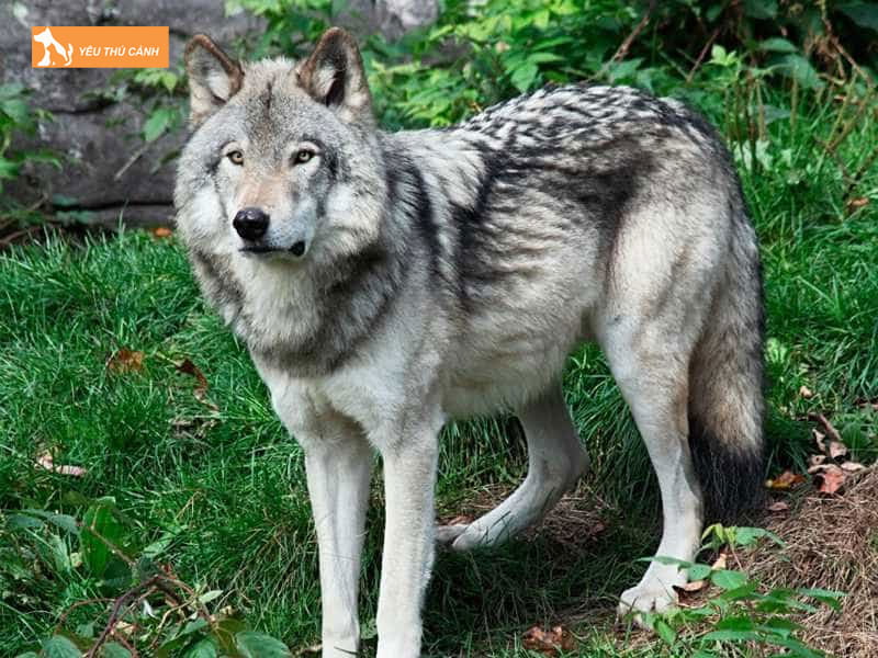 Nhung-su-khac-nhau-giua-cho-soi-va-cao-thucanh