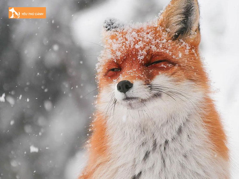 Nhung-su-khac-nhau-giua-cho-soi-va-cao1-thucanh