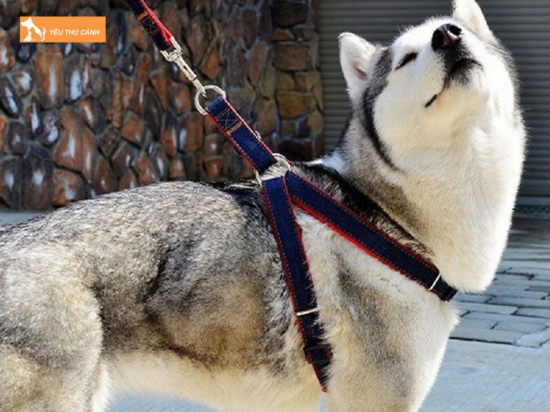 nhung-tac-dung-cua-viec-xich-cho-thucanh