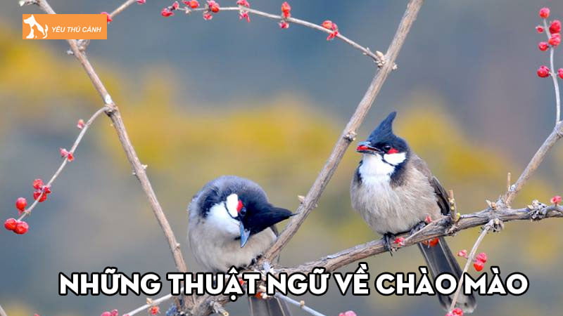 Những thuật ngữ về chào mào không phải ai cũng biết Những thuật ngữ về chào mào không phải ai cũng biết