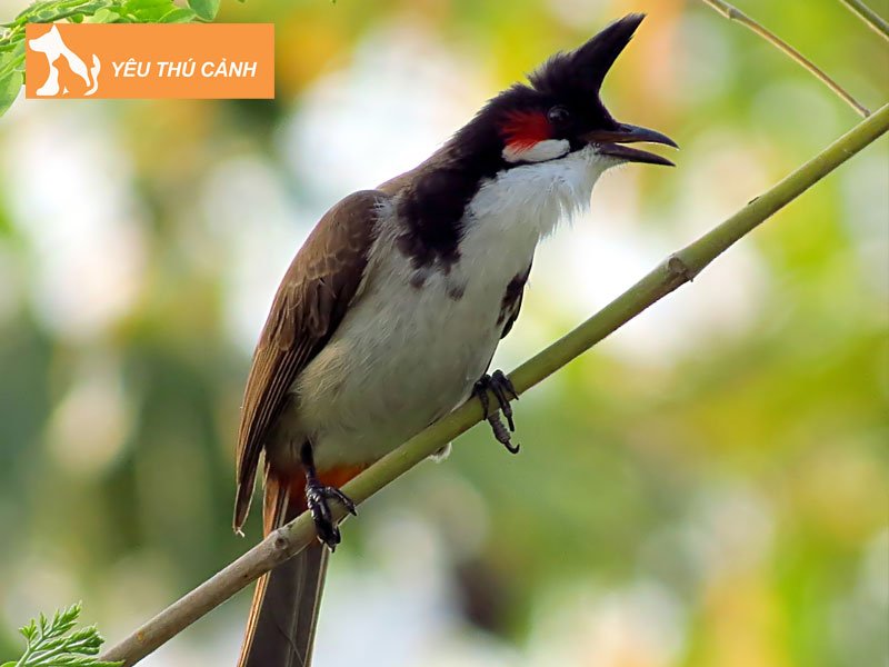 nhung-tieu-chi-cham-thi-dau-chim-chao-mao-chuan-nhat-1-thucanh