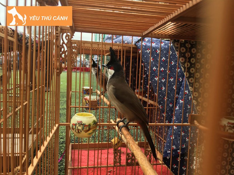 nhung-tieu-chi-cham-thi-dau-chim-chao-mao-chuan-nhat-2-thucanh