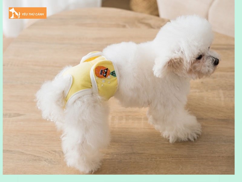 nhung-truong-hop-nen-dung-bang-ve-sinh-cho-cho-1-thucanh