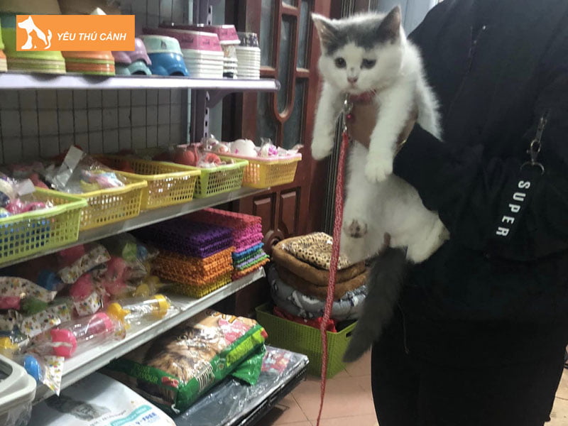 pet-mart-namdinh-thucanh