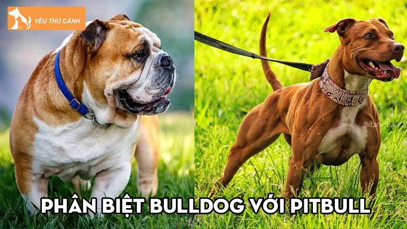Phân biệt Bulldog với Pitbull – Thông tin cơ bản về hai dòng chó cảnh
