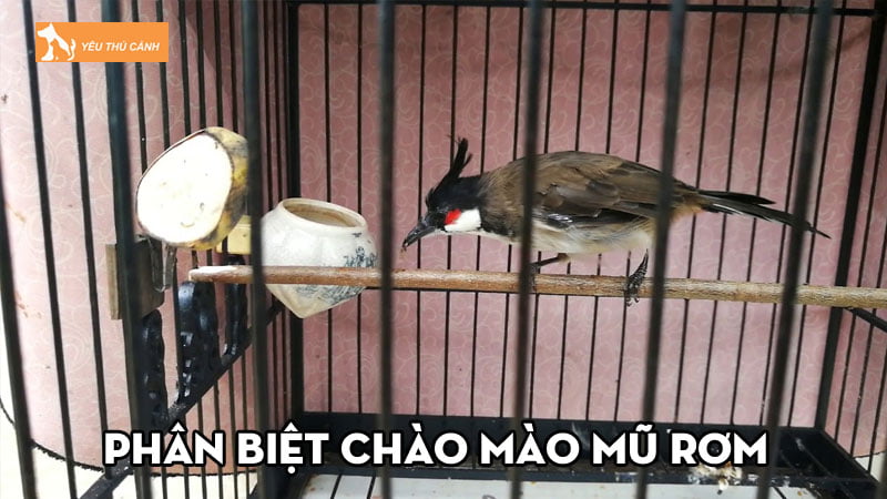 phan-biet-chao-mao-mu-rom-voi-cac-loai-mao-khac-cua-chung-thucanh