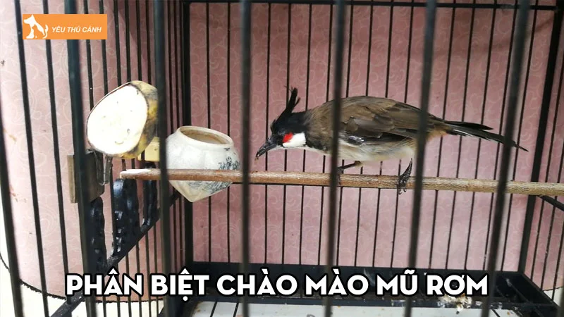 Phân biệt chào mào mũ rơm với các loại mào khác của chúng