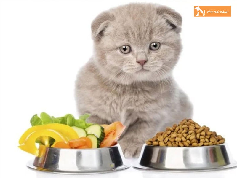 phuong-phap-dieu-tri-chay-mau-tu-hau-mon-cua-meo-thucanh