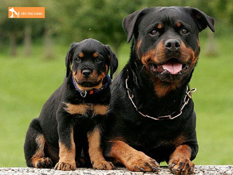 Rottweiler-la-gi-thucanh