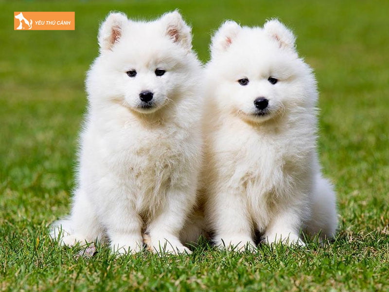 Samoyed-thucanh