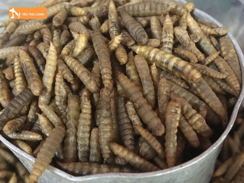 Sau-canxi-giup-xu-ly-phan-thai-giam-thieu-o-nhiem-moi-truong-thucanh